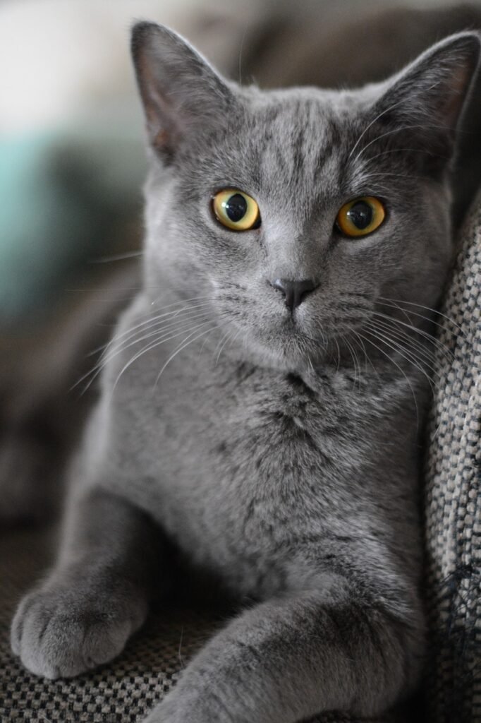 Cat Scratching Behavior