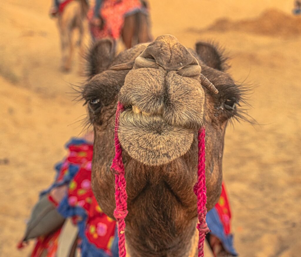 Thar Desert Life